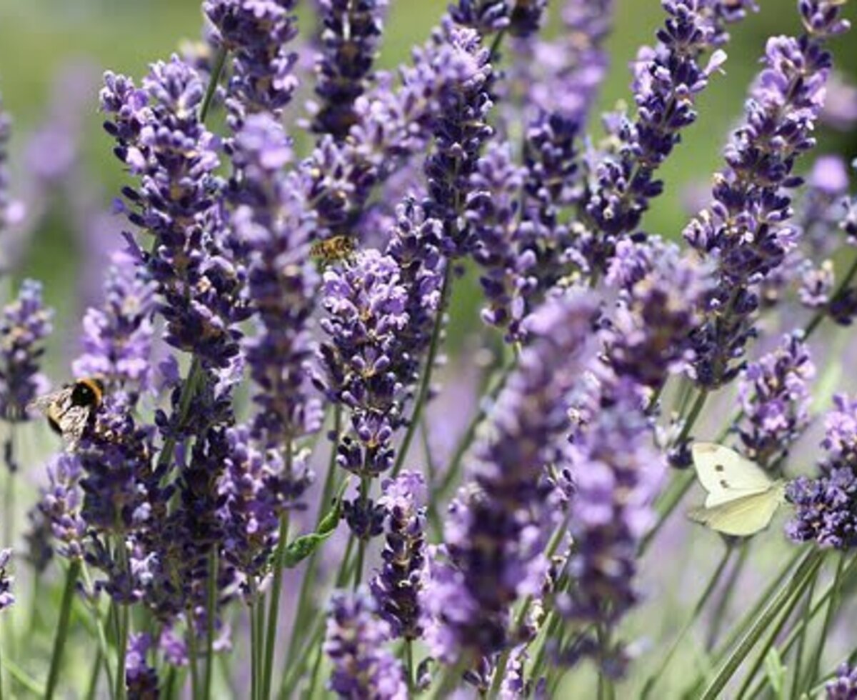 Lavendel