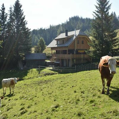 Ab und zu kommt auch Besuch vorbei - um die Hütte, natürlich hinter dem Zaun, weiden im Sommer unsere Rinder. 