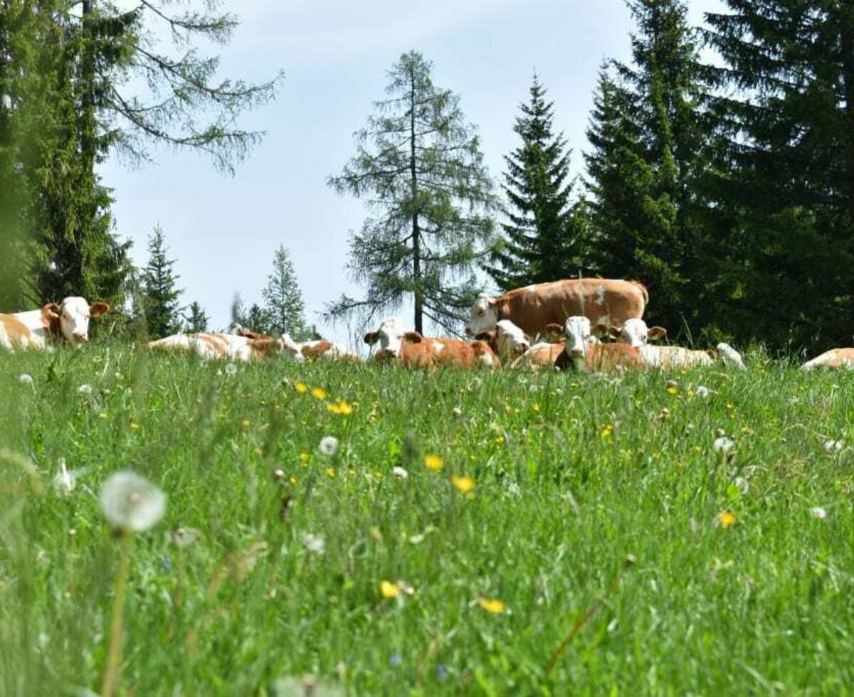 ... ab und zu kommt auch Besuch vorbei. Während den Sommermonaten grasen Rinder um die Hütte (natürlich hinter dem Zaun).