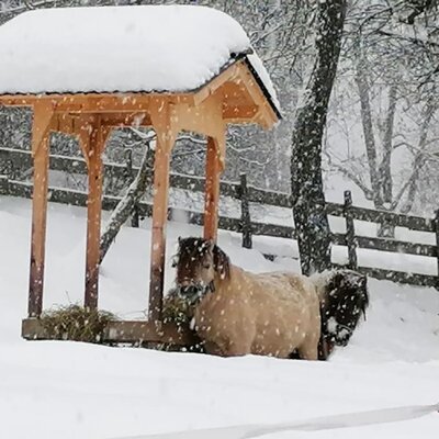 Ponys im Schnee