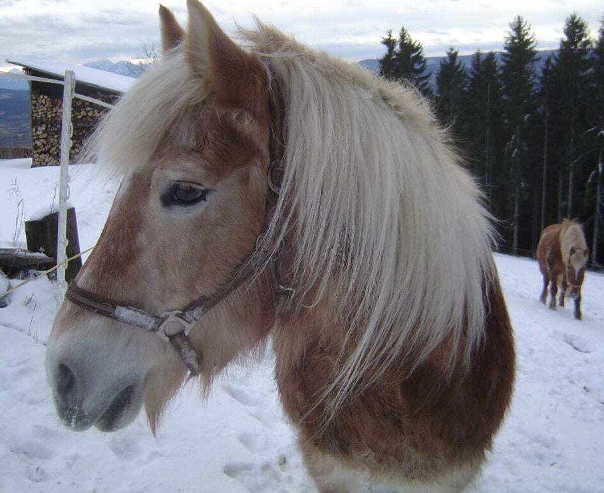 Parade im Schnee