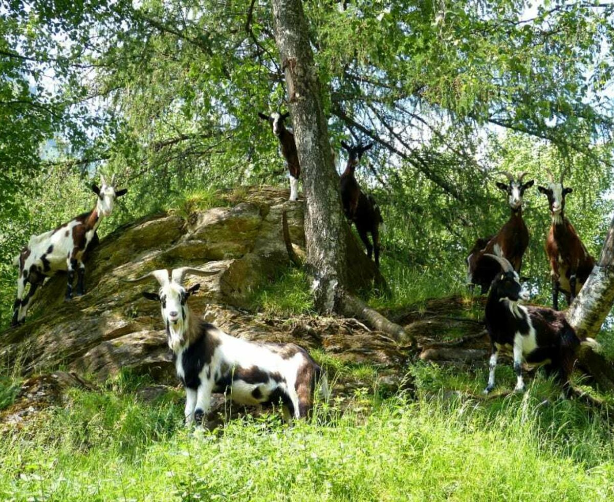 Ziegen im Birkenwäldchen