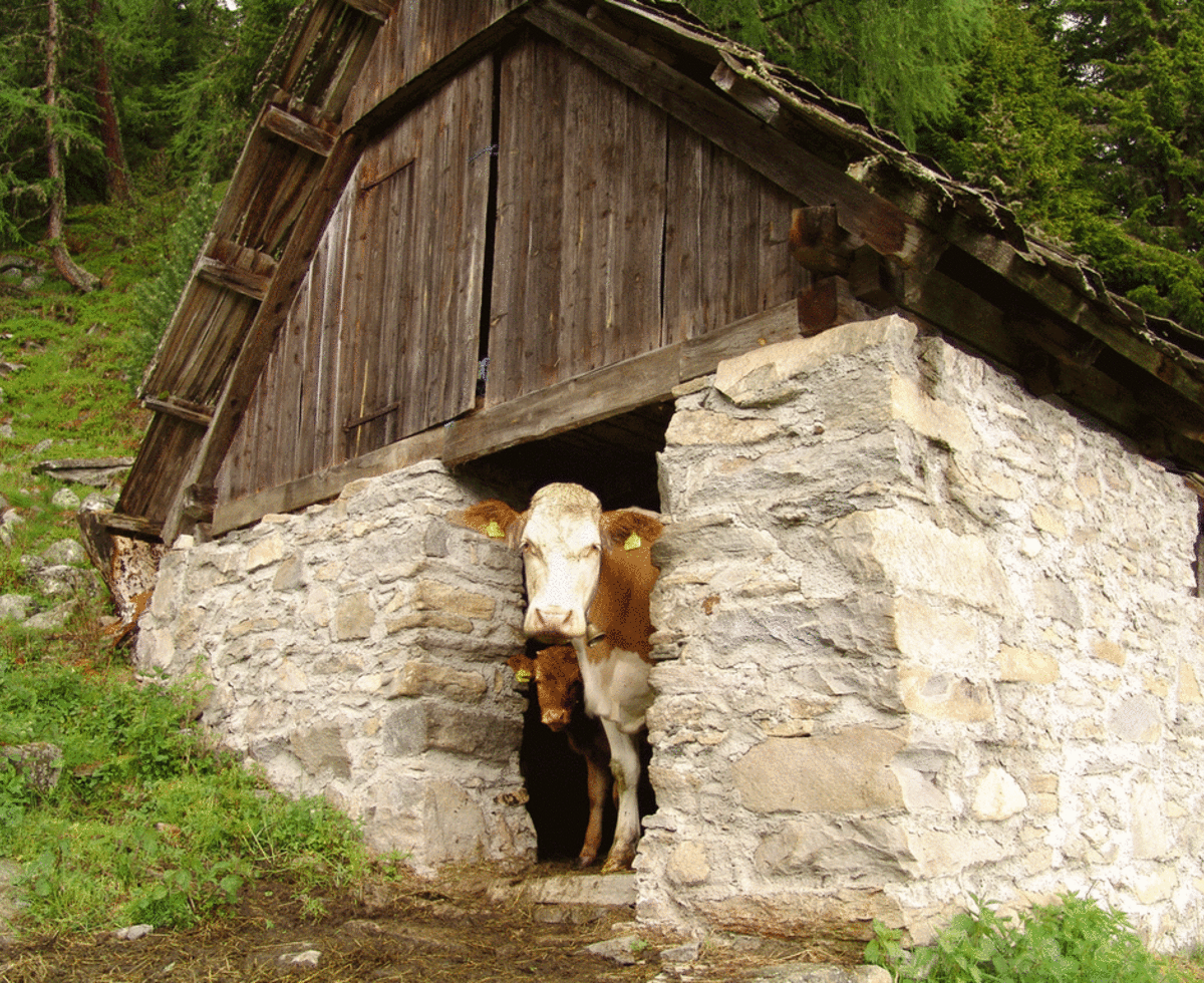 Kuh Romi mit Kalb