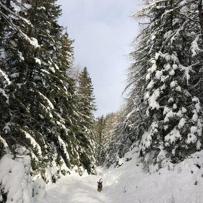 Waldbauer Winter Waldbaden