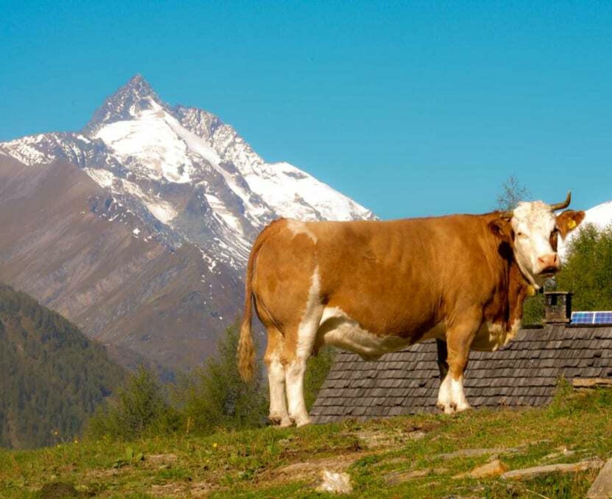 Großglockner und Kuh, gehören dazu