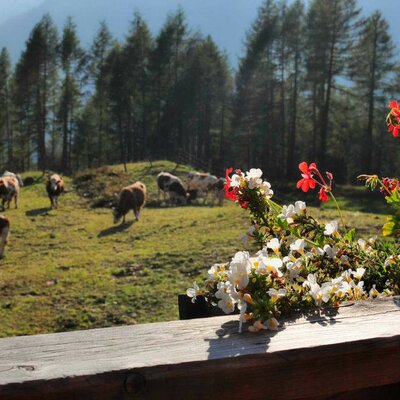 Blick vom Balkon