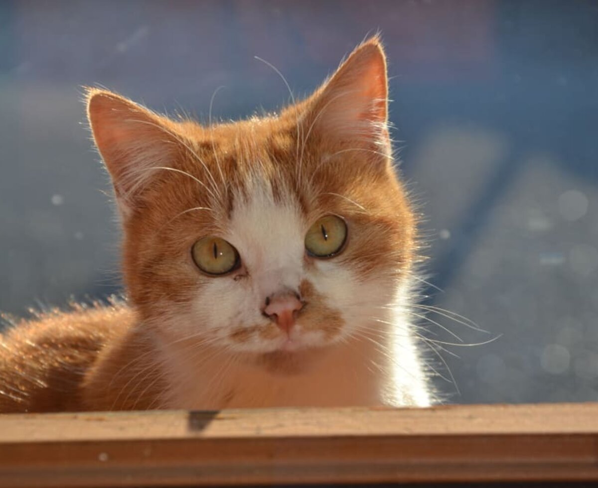 verschmuste Katze am Hof