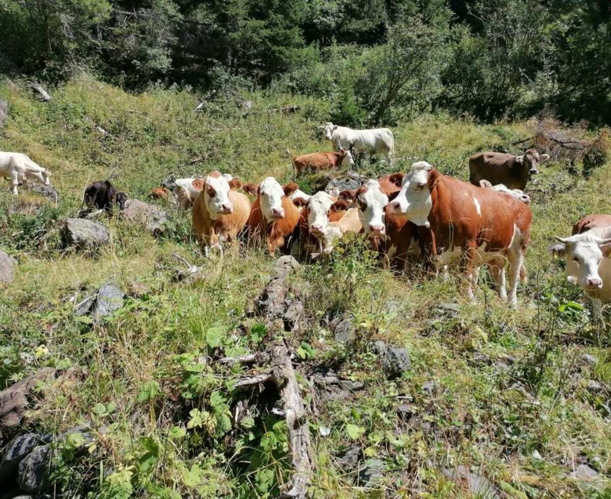 Unser Kühe auf der Alm