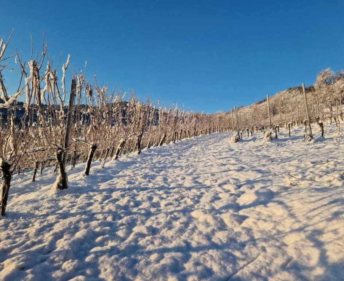 Weingarten im Winter