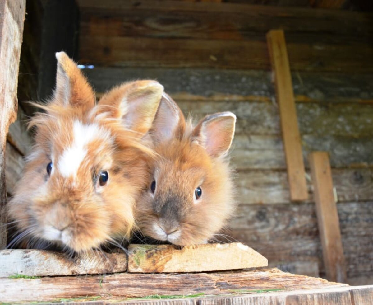 unsere Löwenkopfhasen