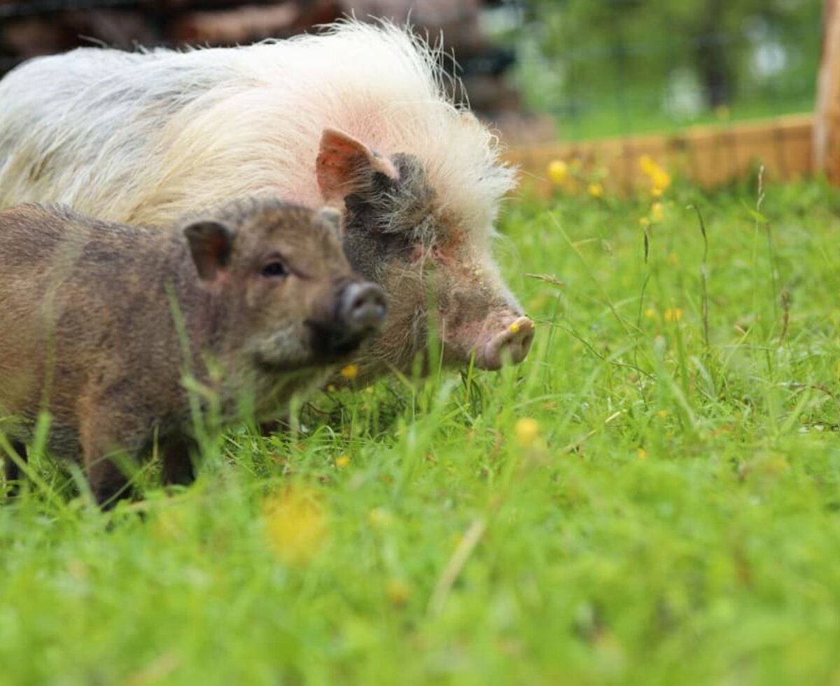 Unsere zwei Minischweine Renate und Rosalie