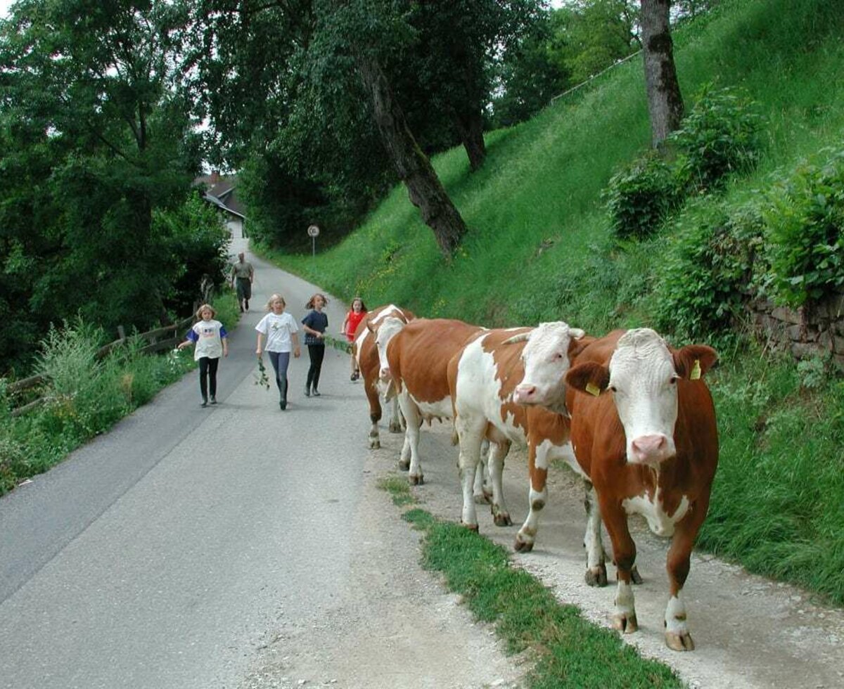 Die Kühe werden von der Weide nach Hause gebracht