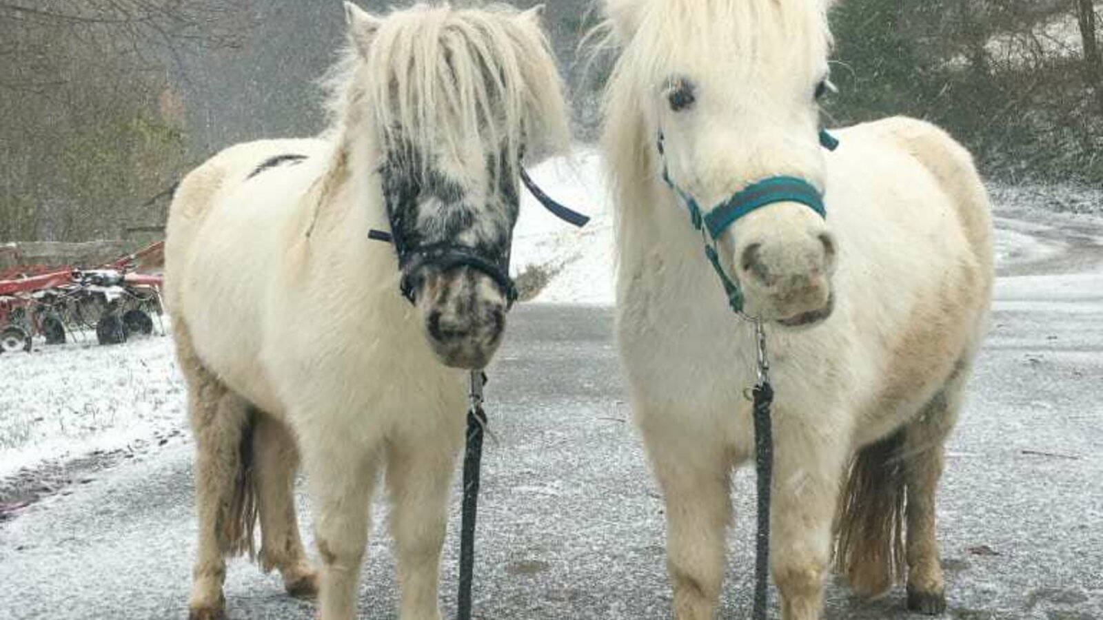 Ari u. Mika im Schnee