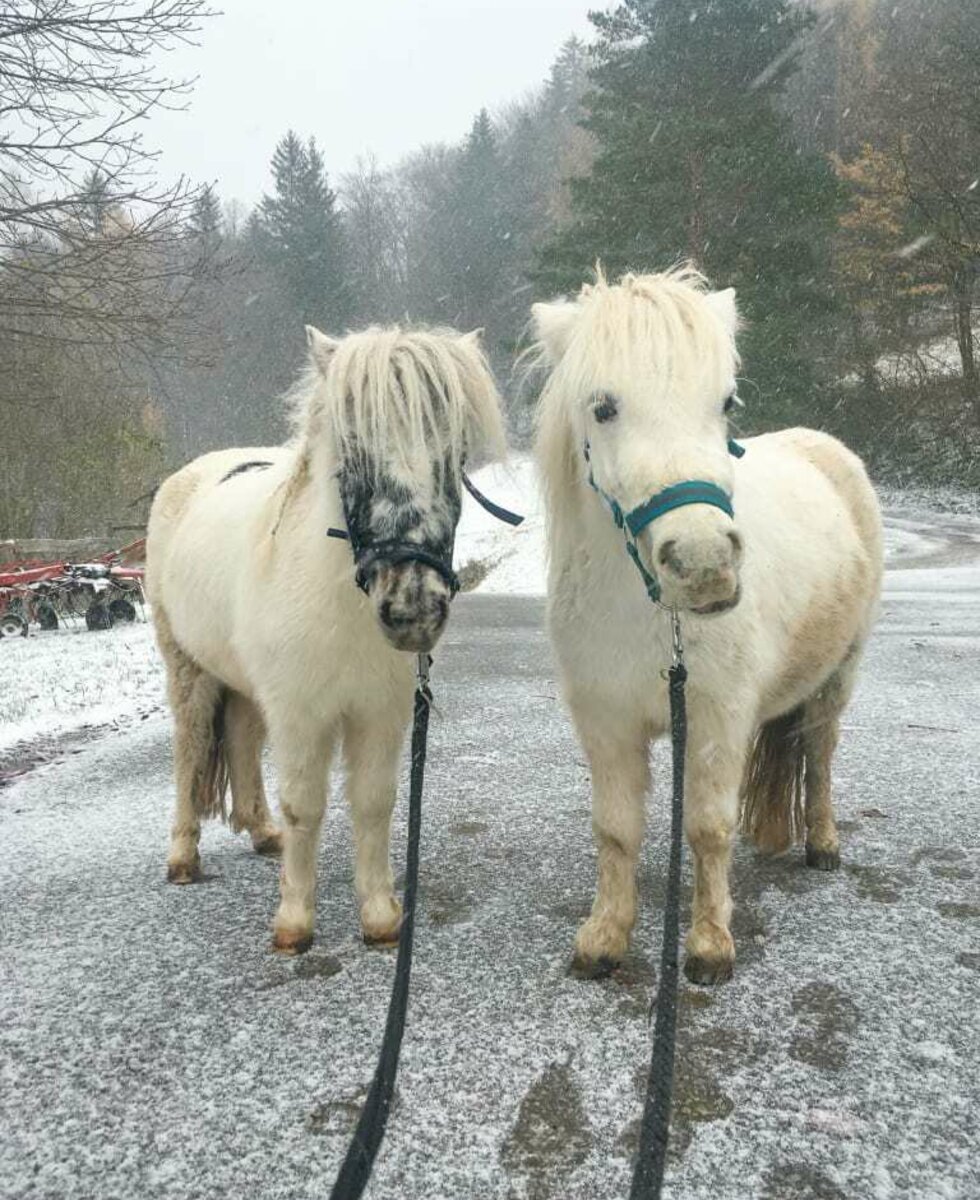 Ari u. Mika im Schnee