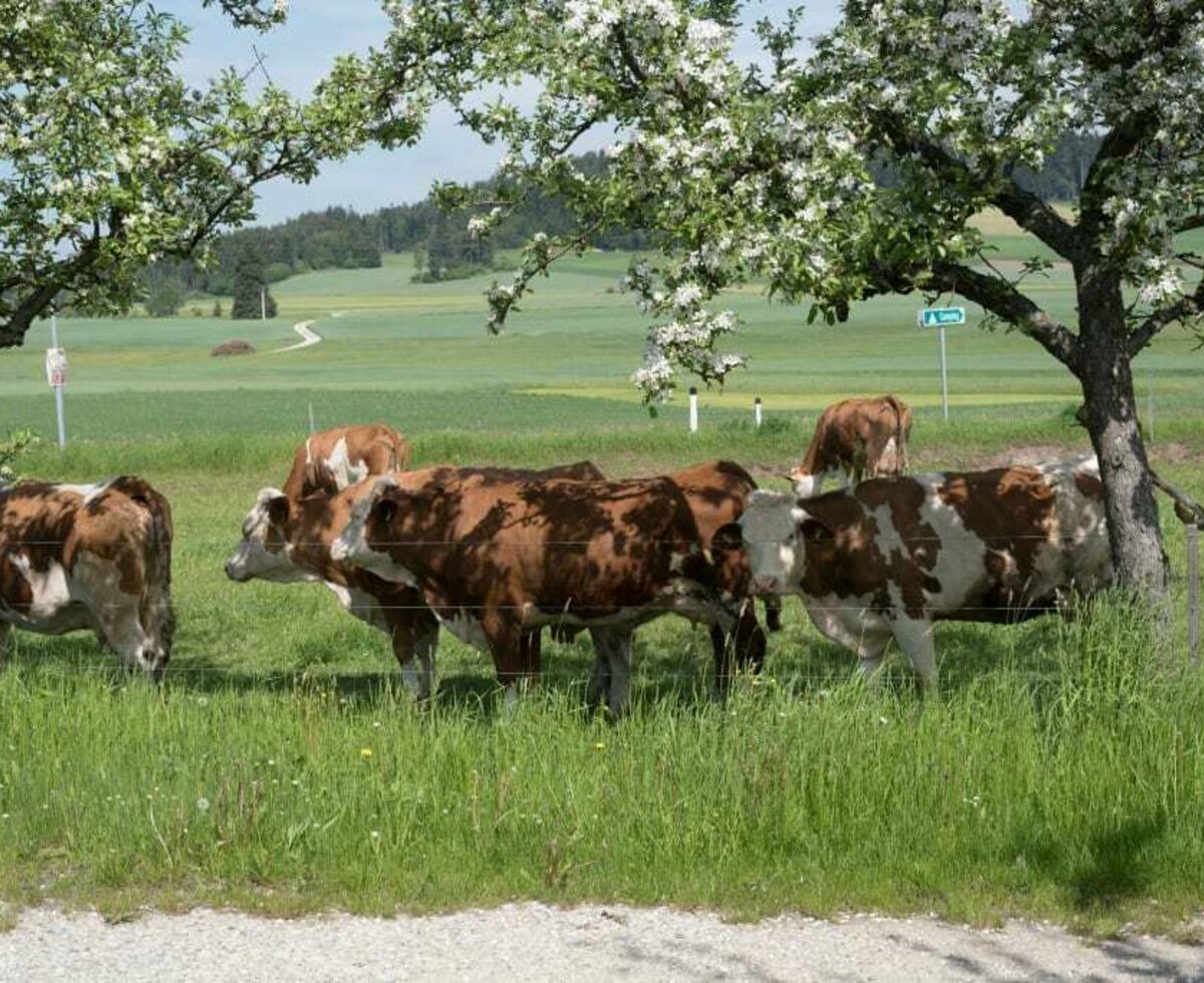 Biohof Mayerhofer - Rinder