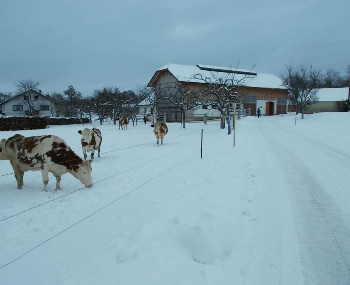 Kühe im Schnee