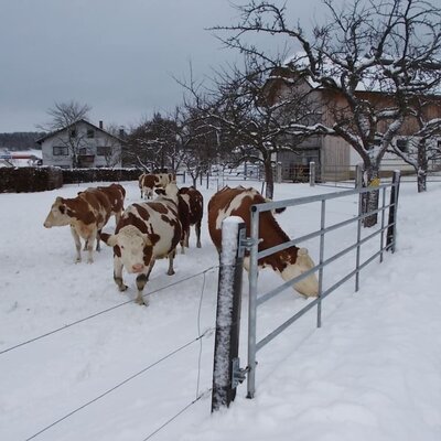 Kühe im Schnee