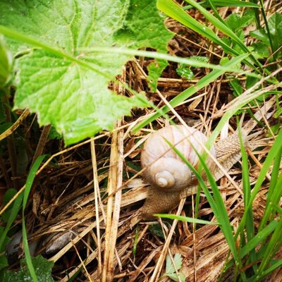 Biobauernhof Kurzeck- Weinbergschnecke