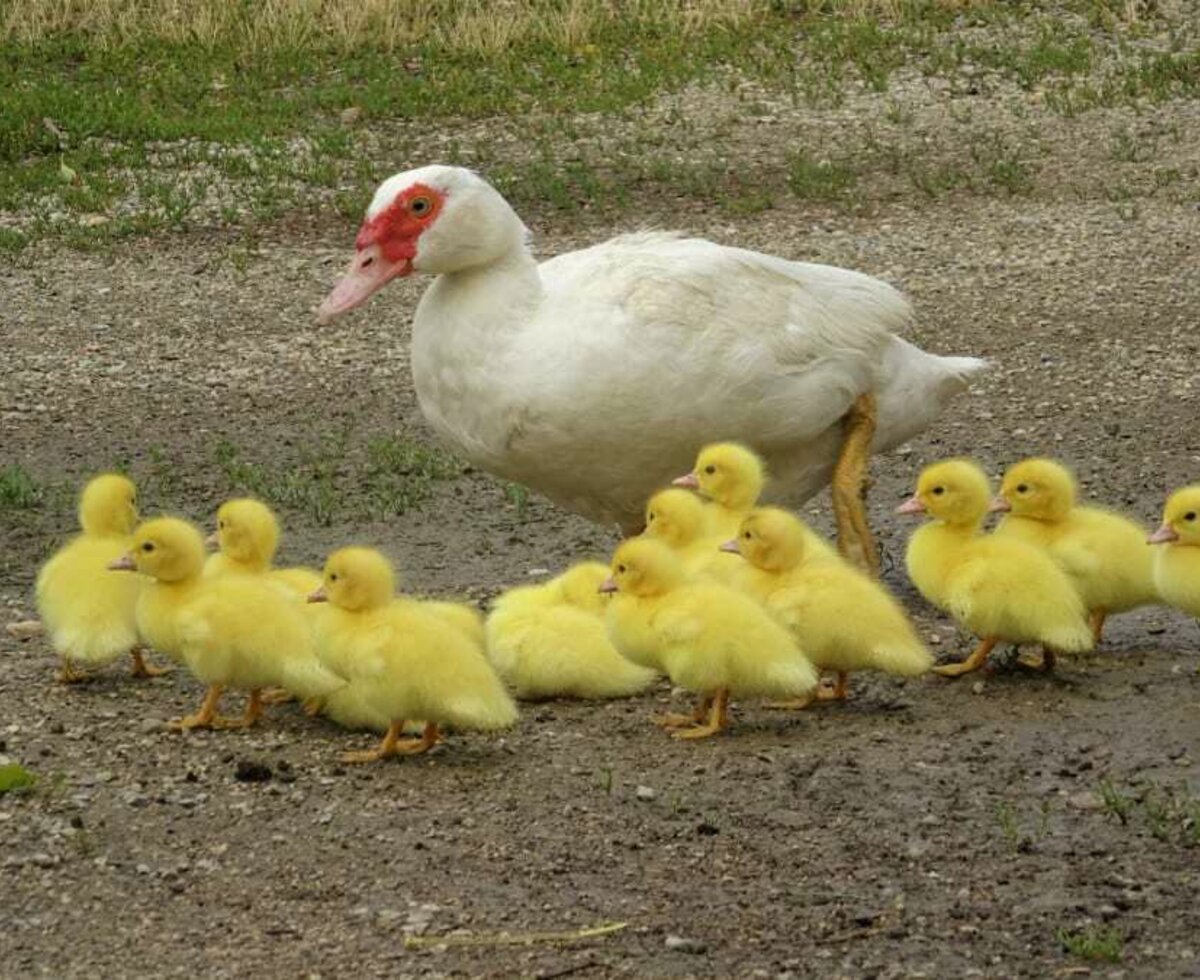 Weinbauernhof Wiesinger - Enten