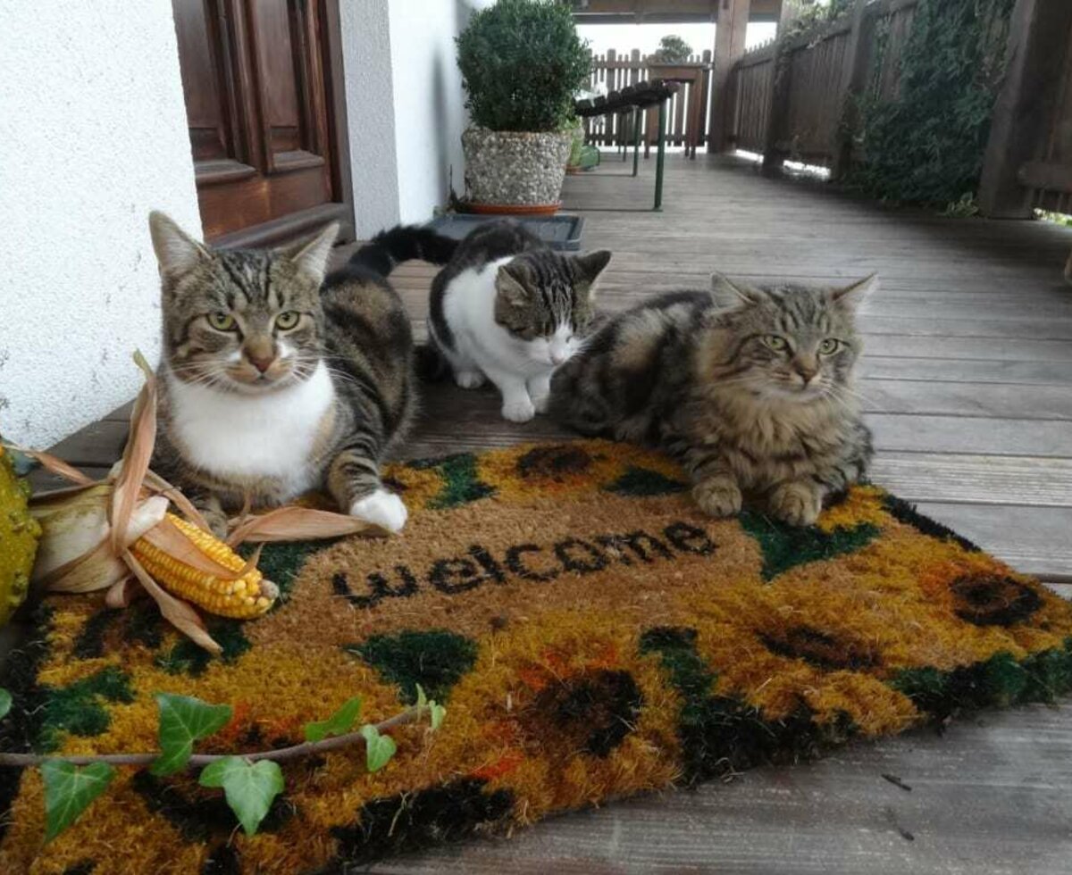 Biohof Haunschmid-Hauskatzen