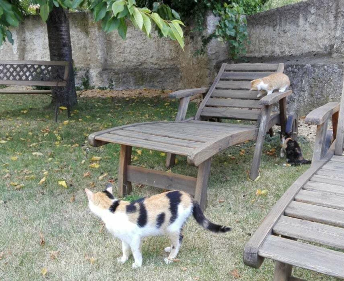 Katzen im Garten