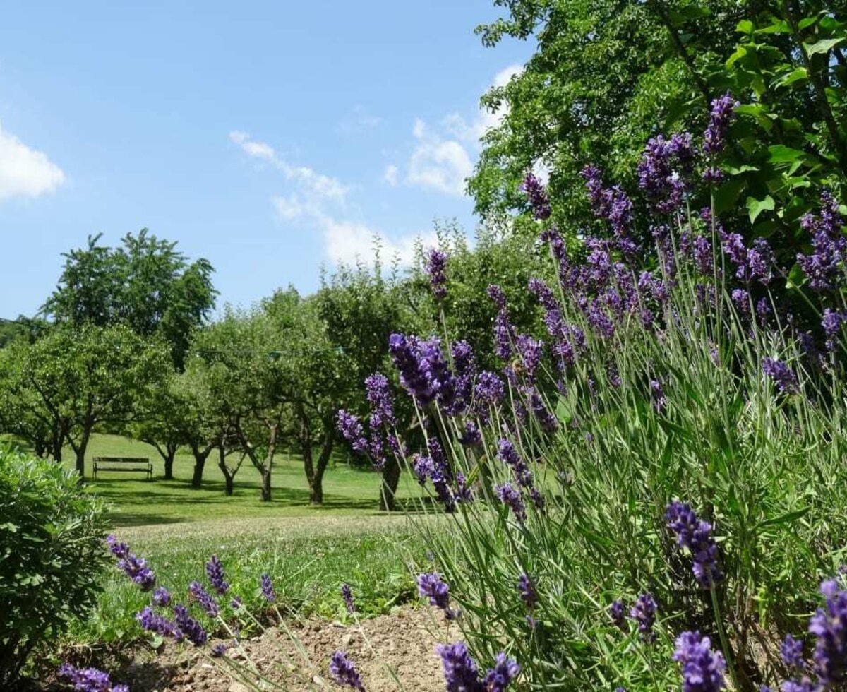 Hauerhof 99 - Garten