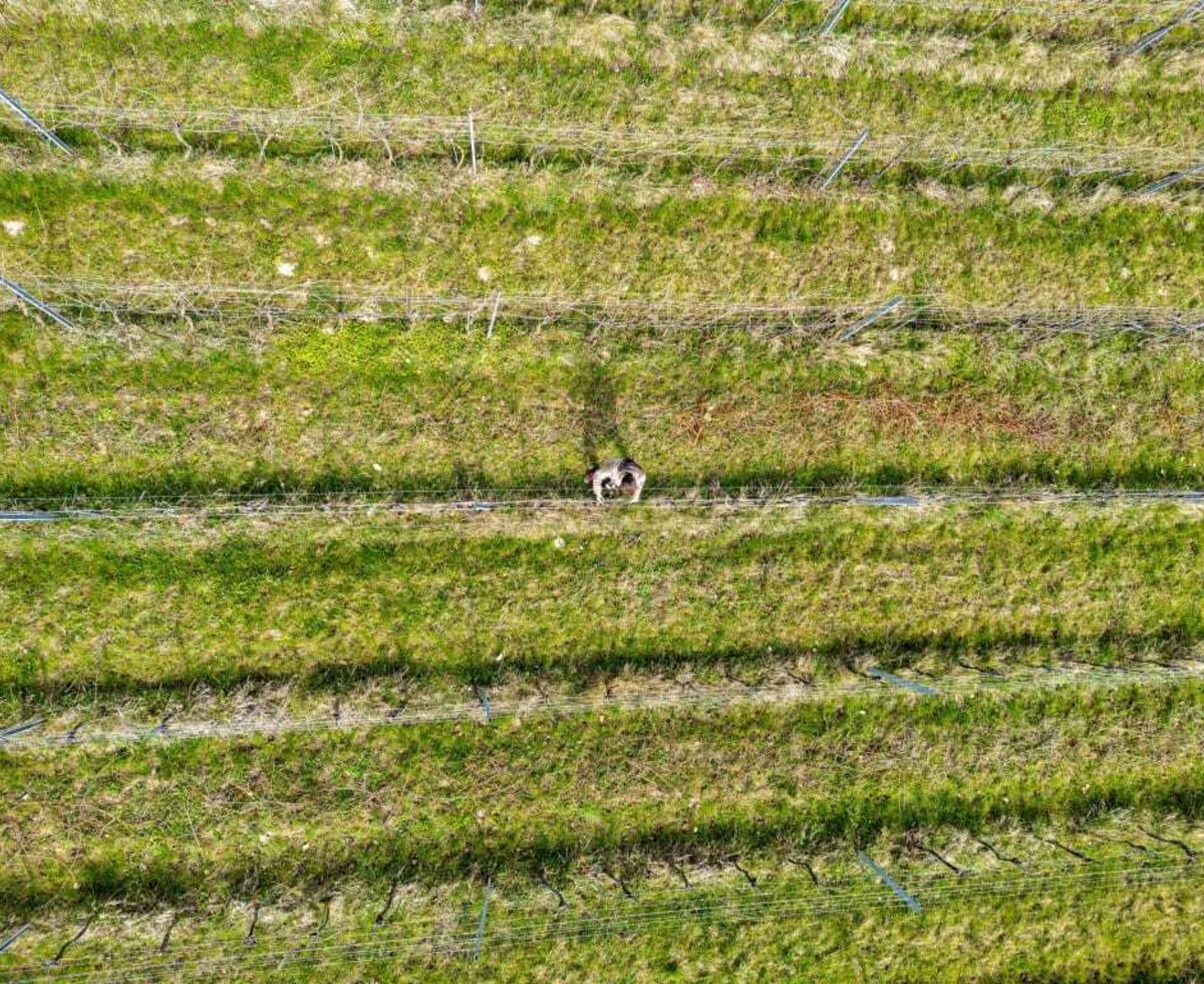 Vogelperspektive Weingartenarbeit im Winter