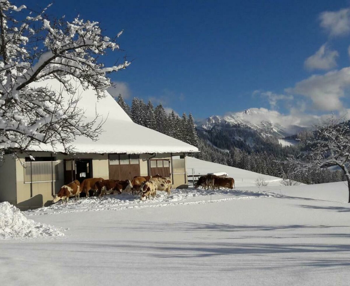 Kühe im Schnee 