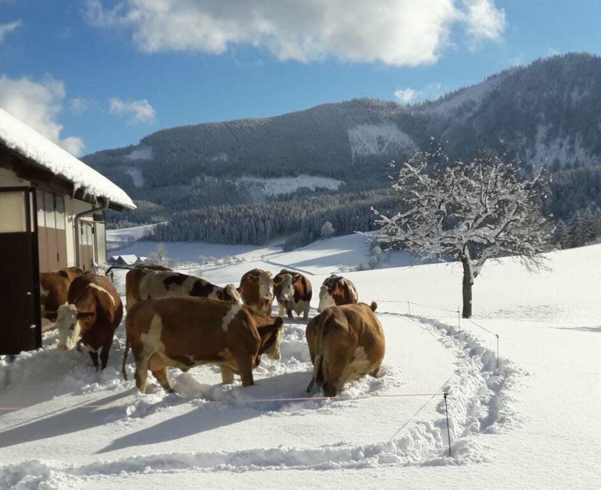 Kühe im Schnee 