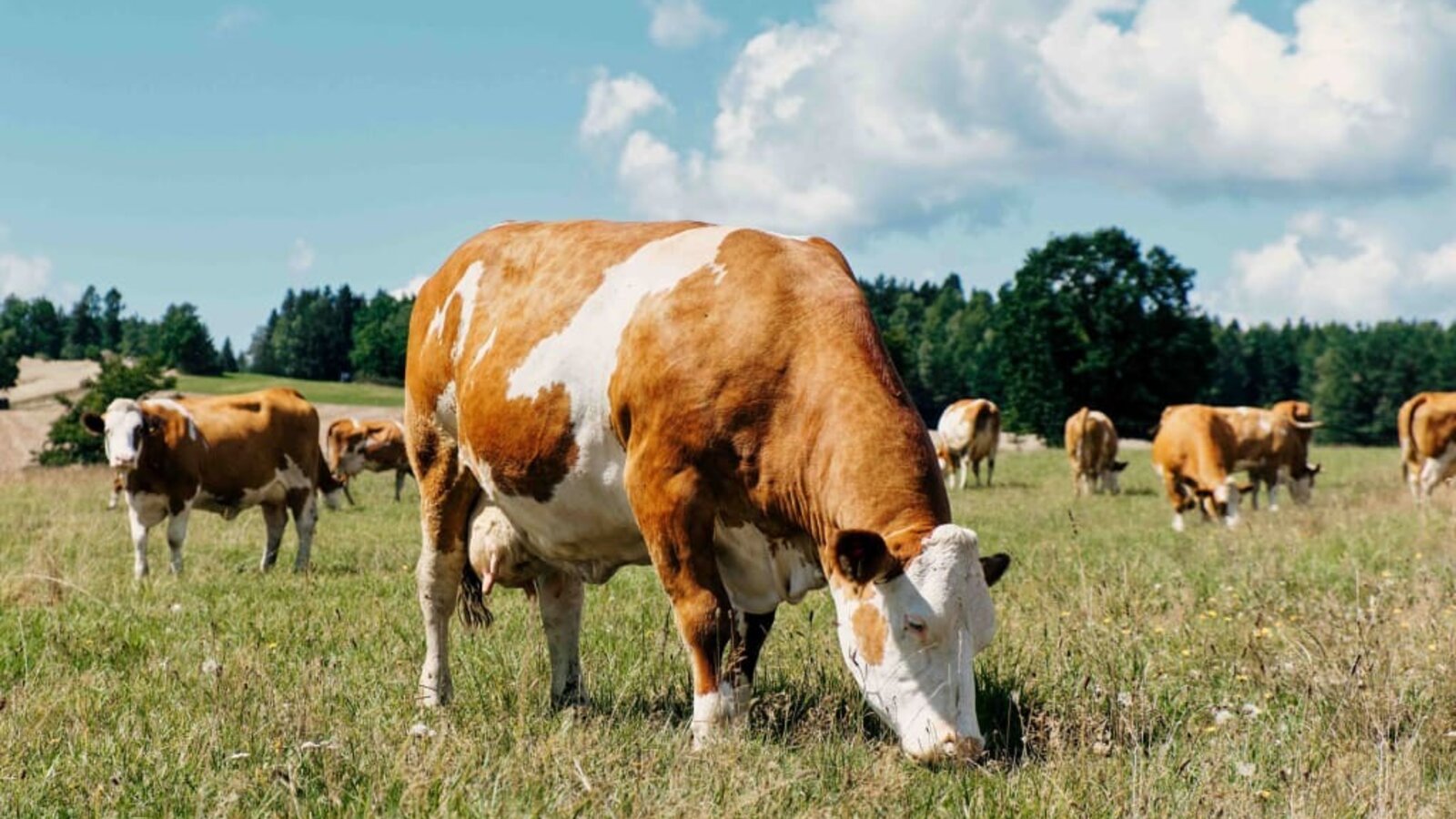 Unsere Bio-Kühe auf der Weide