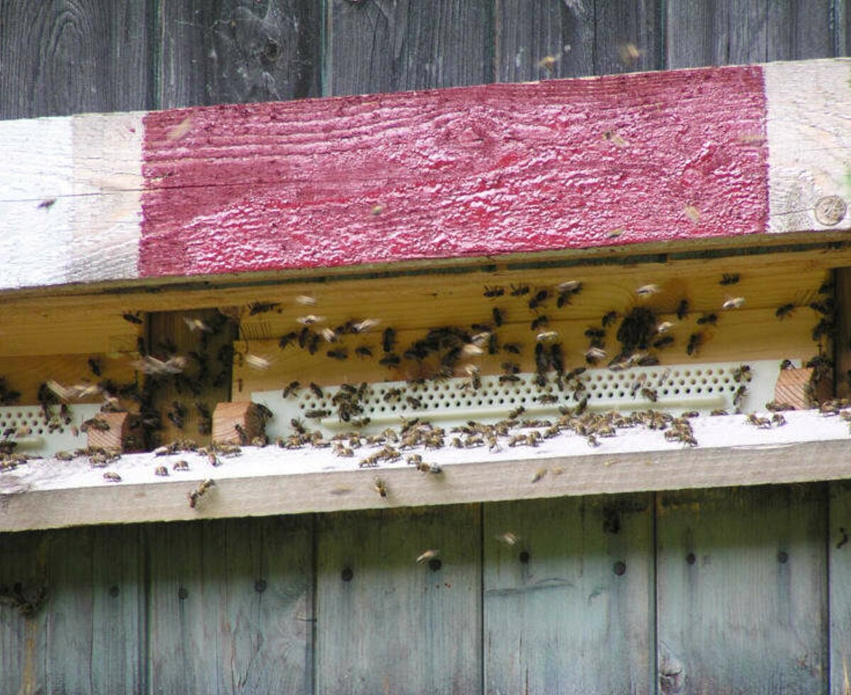 unsere fleißigen Bienen