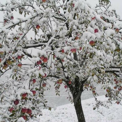 verfrühter Wintereinbruch