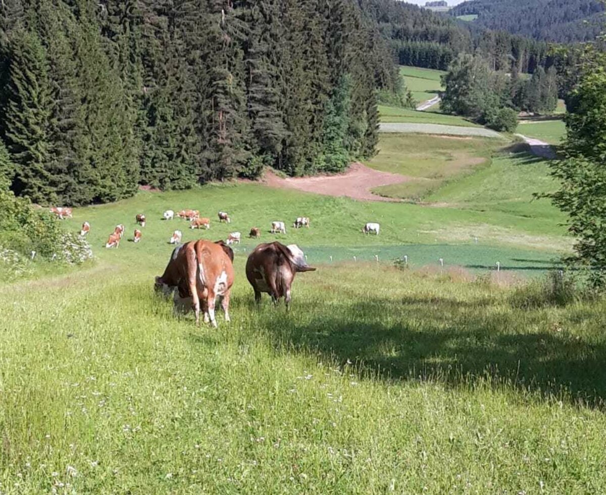 Biohof Meyerhofer - unsere Milchkühe