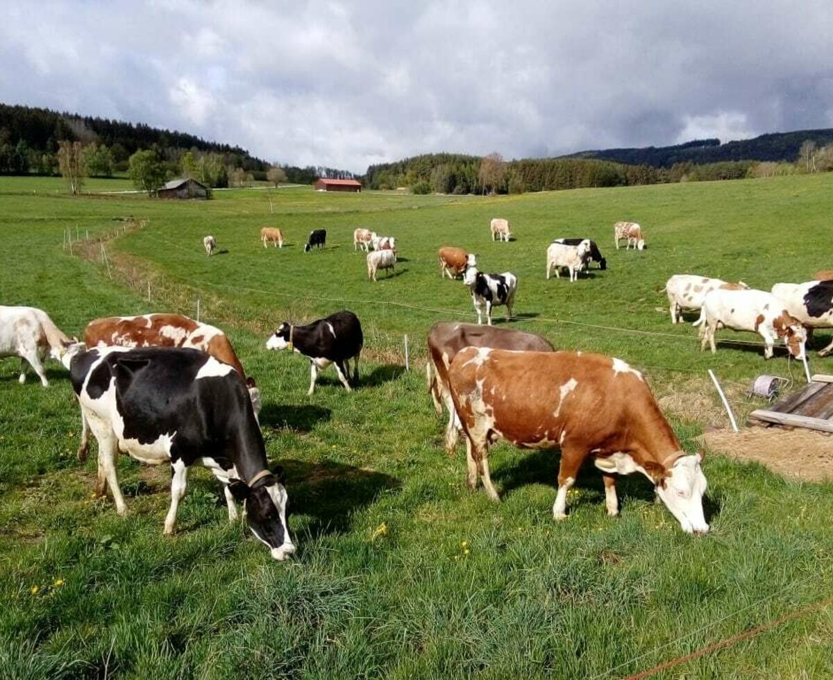 Biohof Pascher - Kühe auf der Weide