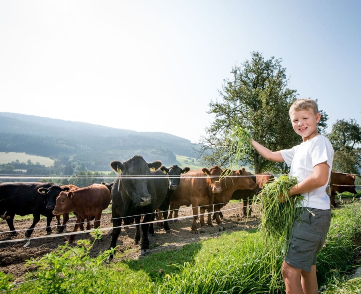 Prannleithen - Jungbauer bei der Herde