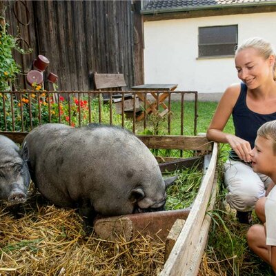 Prannleithen - Streichelschweine im Hof