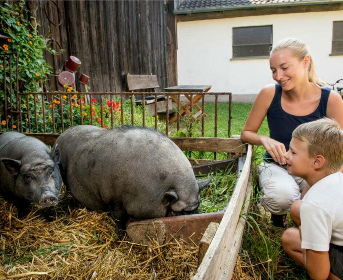 Prannleithen - Streichelschweine im Hof