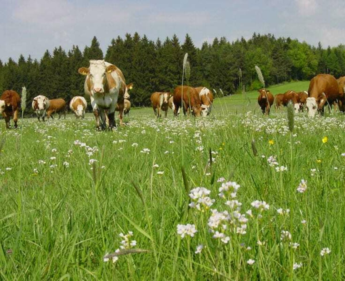 Unsere Kühe auf der Weide