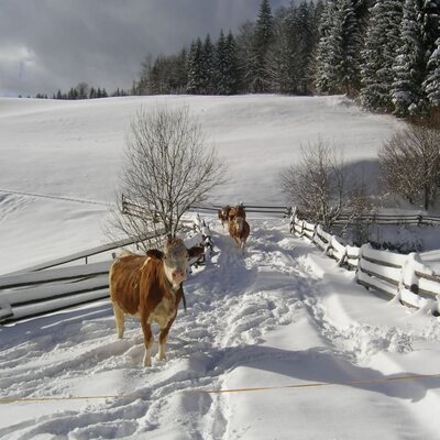 Kühe freuen sich im Schnee