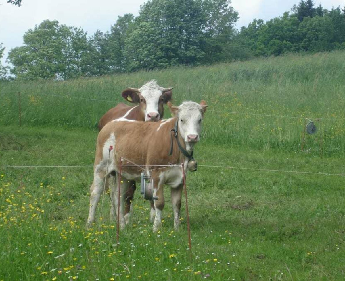 Rund ums Haus finden Sie einige Tiere unter anderem auch Kälber