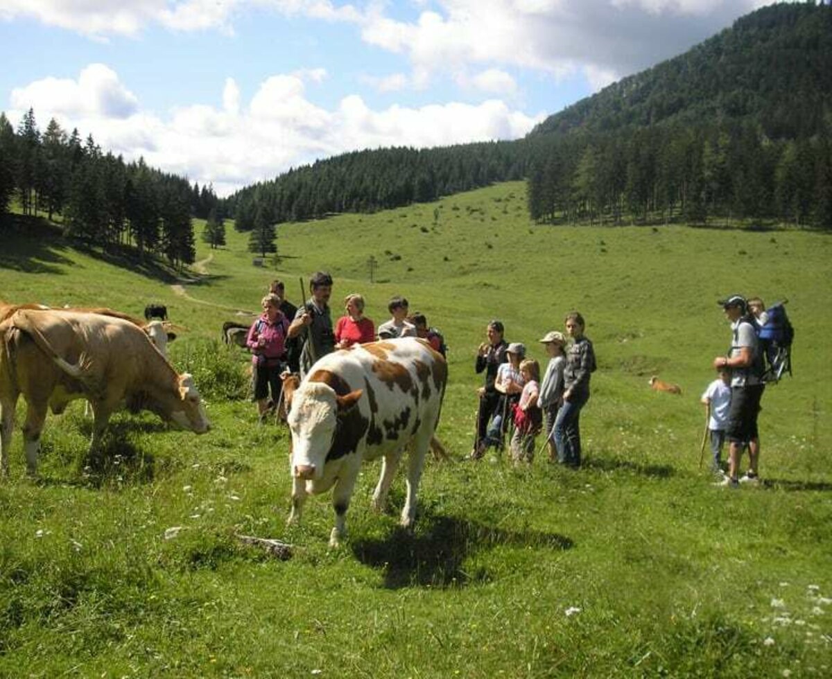 Breitenberg - auf der Frieslingalm