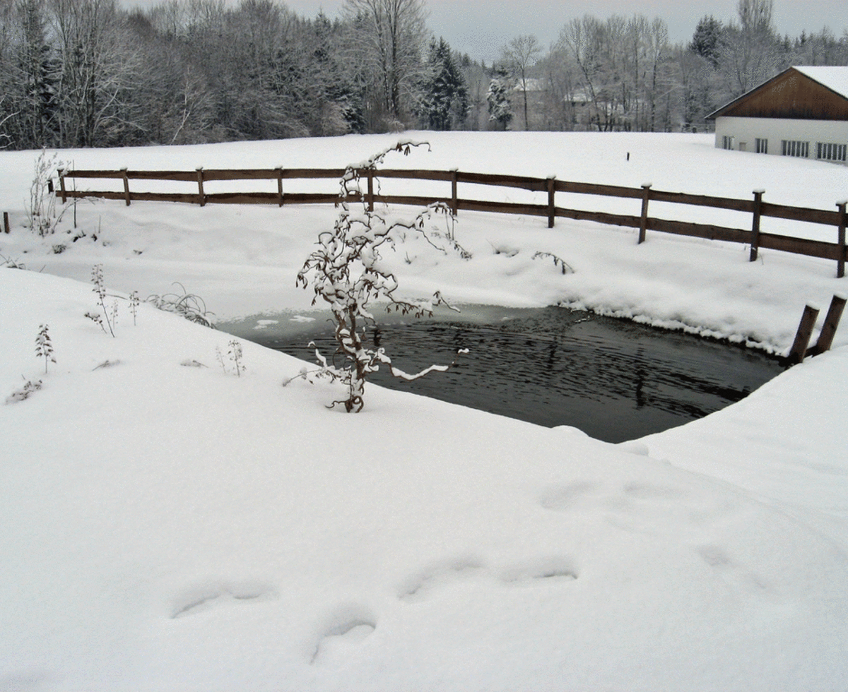 Dörrmühle - Teich im Winter