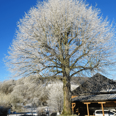 Dörrmühle - unsere Linde