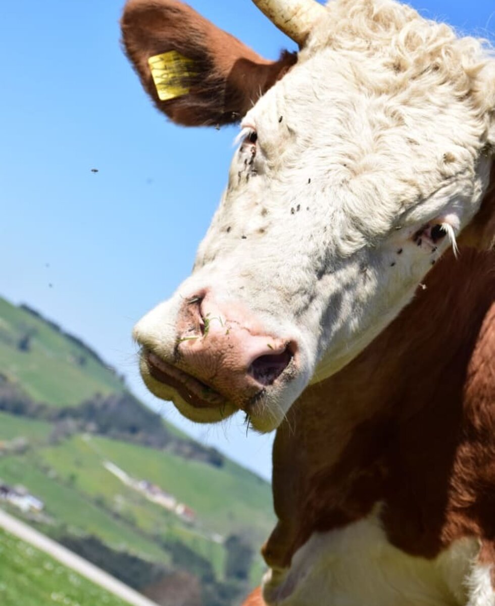 Kuh auf der Weide