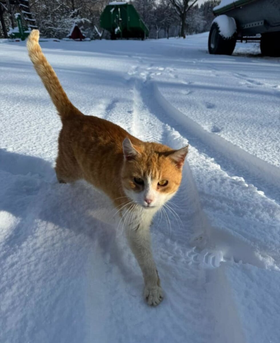 Garfield I'm Schnee 