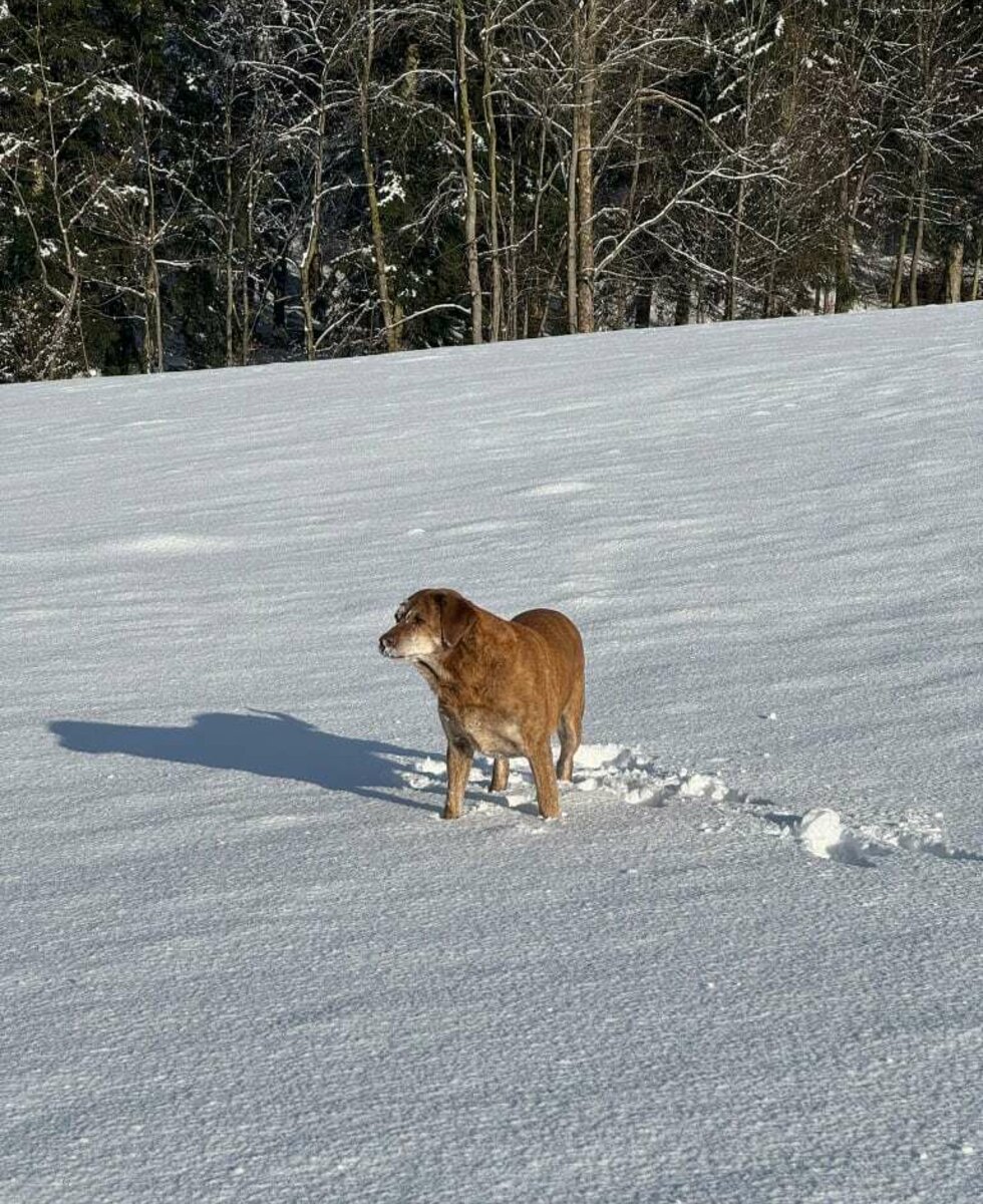 Unsere Hündin Leona im Winterwunderland