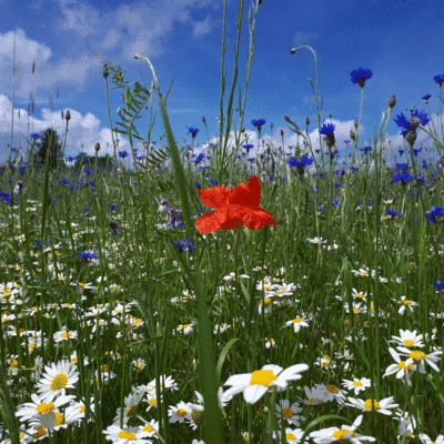 Ferienhaus Angel - Blumenwiese