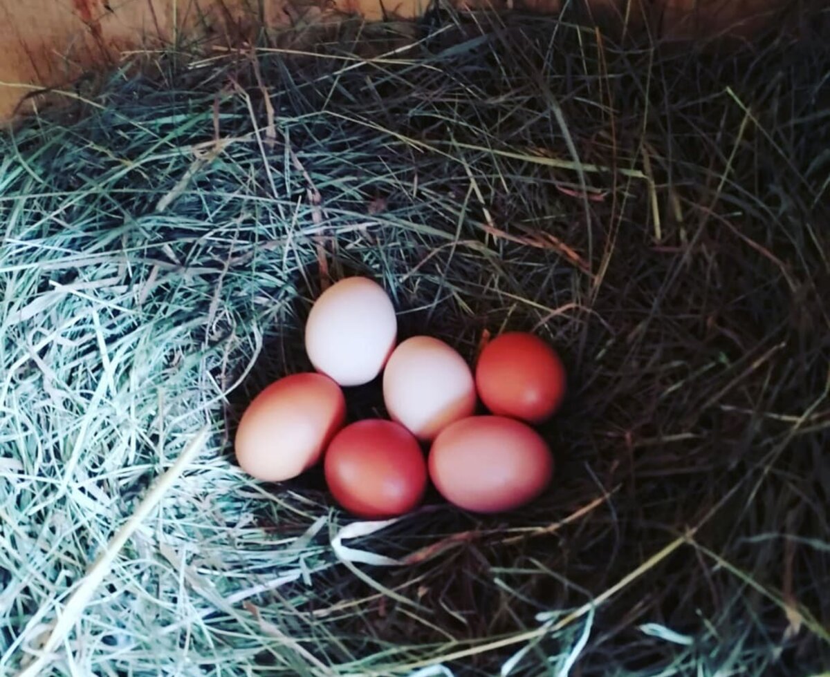 Ferienhaus Angel - Frische Frühstückseier vom Nest