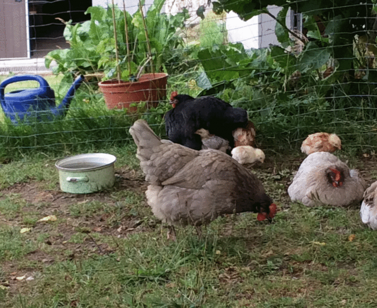 Ferienhaus Böhm am Bärentrail - Hühner