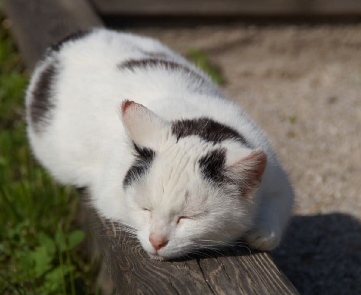 Katze Pünktchen